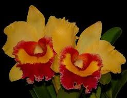 BLC. CHUNYEAH TZENG WEN - CORTE ADULTO