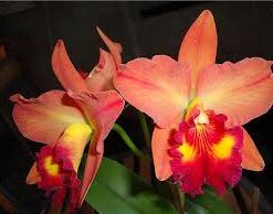 FLOR GRANDE LARANJA VERMELHA - CORTE ADULTO