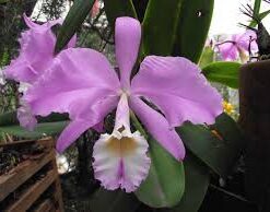 C. WARNERI CONCOLOR MUDA
