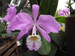 C. WARNERI CONCOLOR MUDA