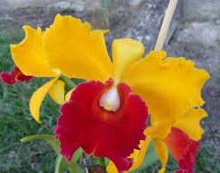 SLC ORIENT AMBER FLORIDA ADULTA
