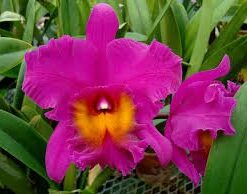 BLC. BRYCE CANYON X CHIAN TZY EMPEROR MUDA
