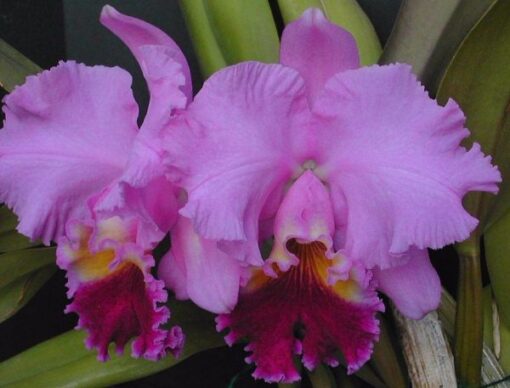 LC. DRUMBEAT HERITAGE ADULTA