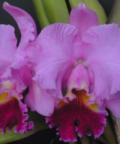 C. HORACE MAXIMA X LC. DRUMBEAT HERITAGE ADULTA
