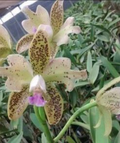 C. GUTTATA COERULEA CAVA X SELF
