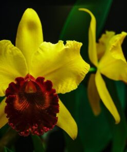 BLC. CHIA LIN NEW CITY X BLC. CARBELA BEAUTY  "SONG OF CANARY"