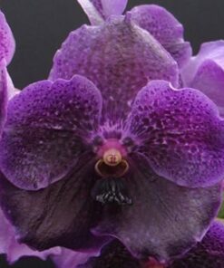 VANDA PURE WAX BLUE VIOLET