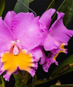 BLC. BONANZA QUEEN PANAMINT X BLC. TRIUNPHAL CORONATION - CORTE ADULTO