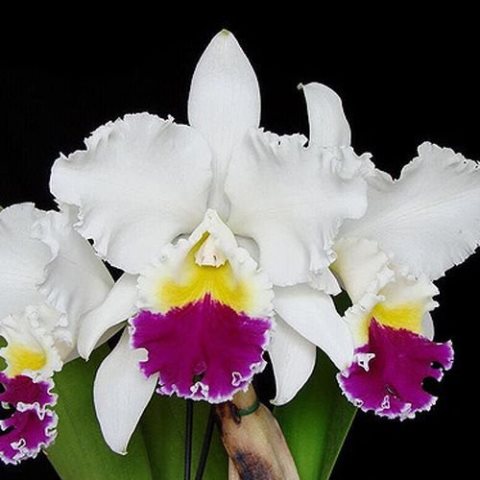 LC. MIKKIE NAGATA `ORCHIDLIBRARY´ - CORTE ADULTO