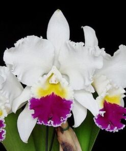 LC. MIKKIE NAGATA `ORCHIDLIBRARY´ ADULTA