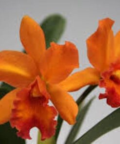 POT. YELLOW GLORY SUNSET ADULTA