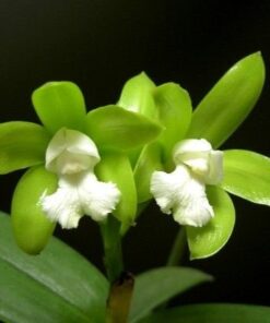 CATLEYA GUTATA ALBA MUDA 5 A 10 CM