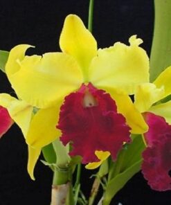 BLC. TOSHIE AOKI X L. TENEBROSA CORTE ADULTO