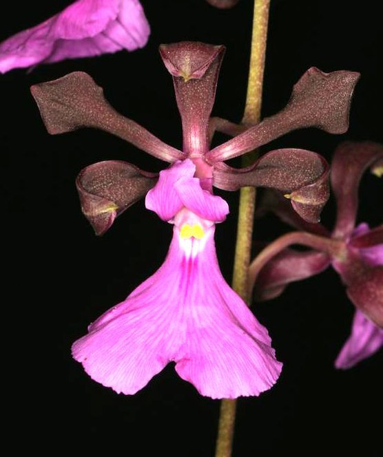 ENCYCLEA ATROPURPUREA ADULTA