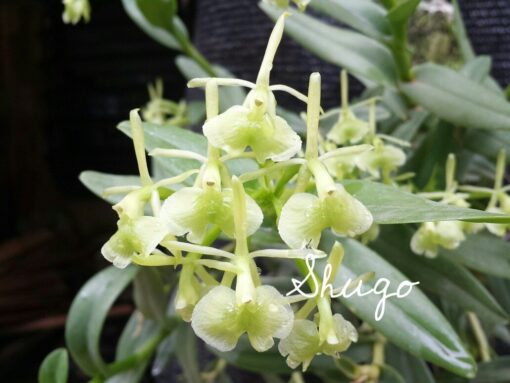 EPIDENDRUM LATILABRE MUDA