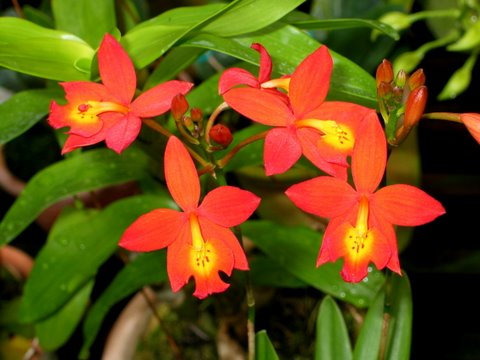 EPIPHRONITIS VEITCHII MUDA