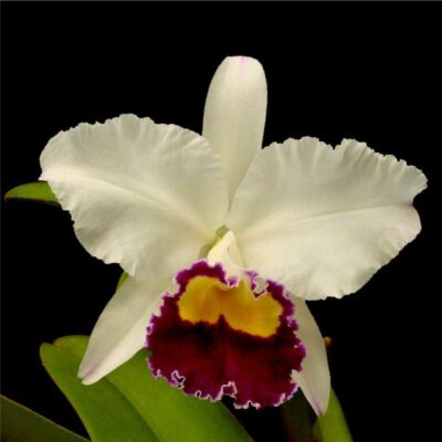 SHEILA LAUTERBACH EQUILAB - MUDA 5 A 10CM