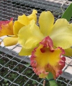 BLC. ERIN KOBAYASHI ADULTA