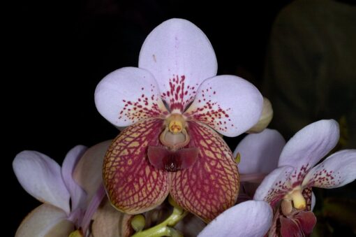 VANDA SANDERIANA