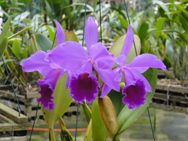 WALK C LABIATA RUBRA MUDA