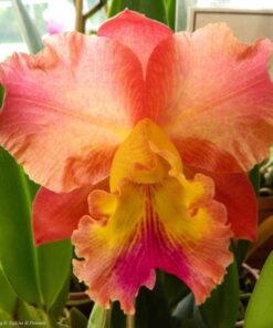 BLC. EXOTIC DREAM X CHIA LIN ADULTA