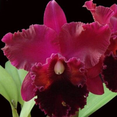 POT. EXOTIC DREAM X OCONEE MENDENHALL - MUDA 5 A 10CM