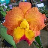 POT EXOTIC DREAN ADULTA
