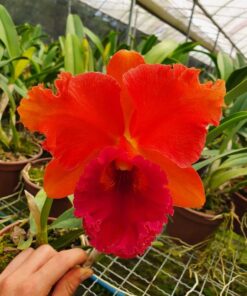 C. DOWIANA “AUREA” X BLC. MIRIAM SUZUKI “VERMELHA” PRE ADULTA