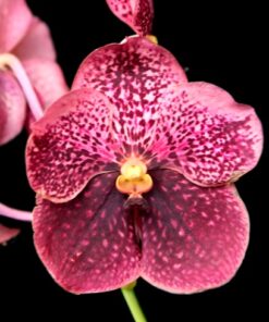 VANDA KULTANA RUBY, 4N X ASCDA. KULTANA BROWN, 2N MUDA