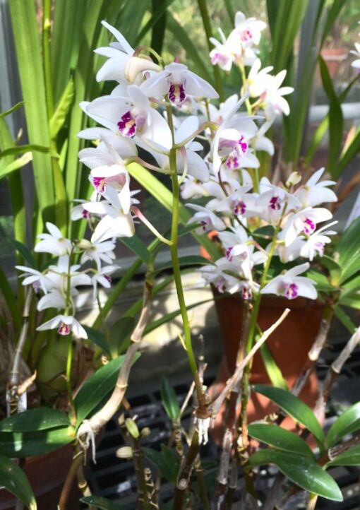 DENDROBIUM KINGIANUM BRANCO ADULTO