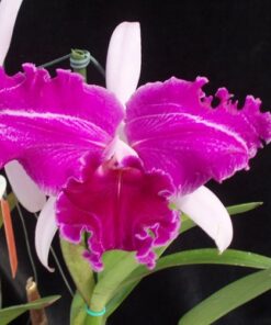 LC. EXCELLENCY `ORCHIDGLADE´ ADULTA