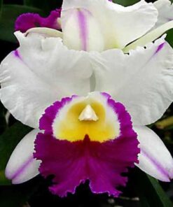 BLC. MEMORIA ANNA BALMORES ADULTA