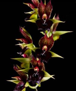 CTSM SCHMIDTIANUM X VINACEUM RED X ORCHIDGLADE POLKA DOT’S - MUDA 5 A 10CM