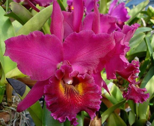 LC ORGLADES ROYAL LADY ROMAN HOLIDAY X OCONEE MENDENHALL  - CORTE ADULTO
