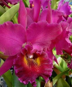 LC ORGLADES ROYAL LADY ROMAN HOLIDAY X OCONEE MENDENHALL  ADULTA