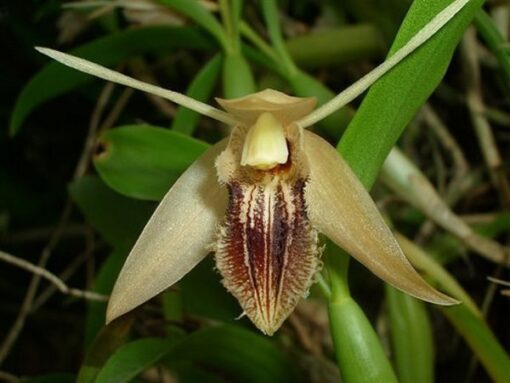 COELOGINE OVALIS ADULTO