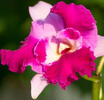 HAUSERMANNS FIREWINGS PEGASUS - MUDA 5 A 10CM