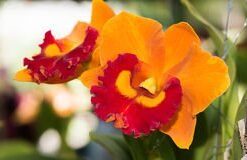 BLC. ELOMAR STRIBLE VERMELHO - CORTE ADULTO