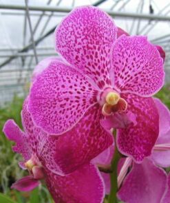 FUCHS DELIGHT PINK  PRÉ ADULTA