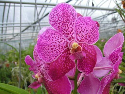 FUCHS DELIGHT PINK  PRÉ ADULTA
