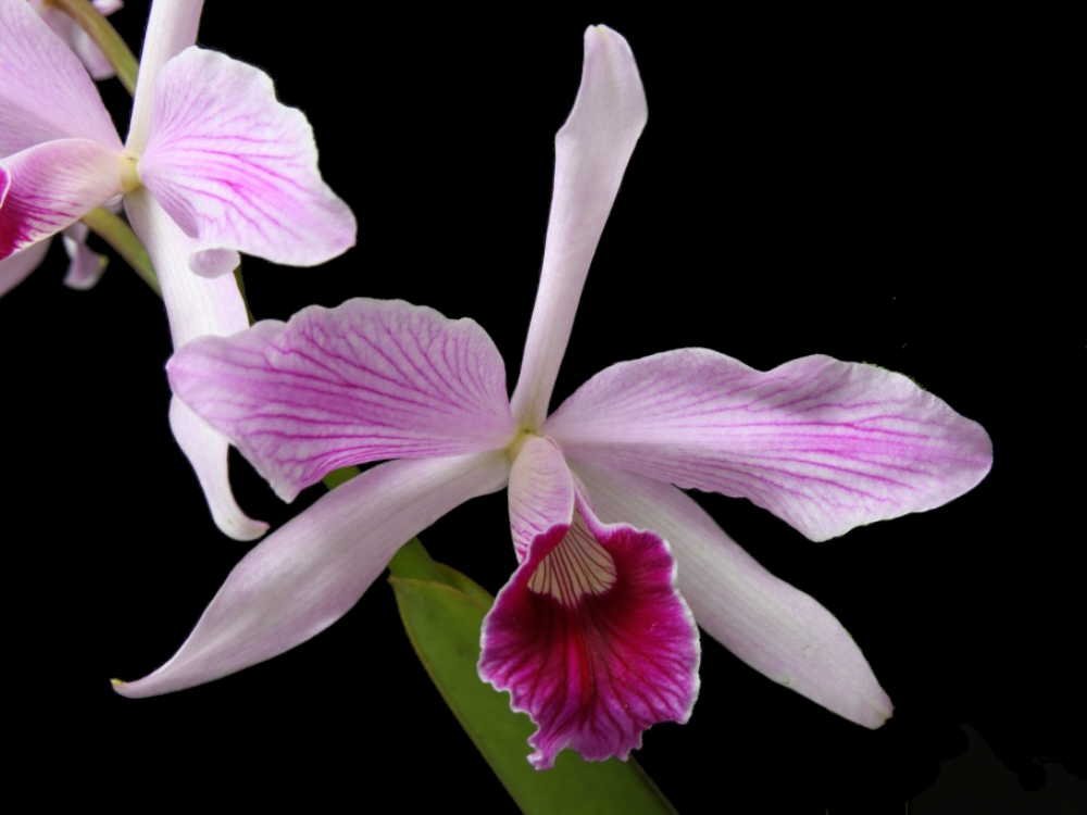 PURPURATA ESTRIATA ITAPEVA X DRUMBEAT TRIUMPH  PRÉ ADULTA