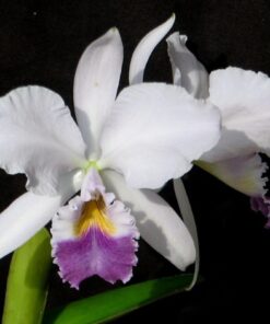 GASKELIANA COERULEA MUDA