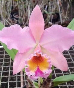 BLC. GEORGE KING ADULTA
