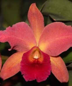 BLC. GEORGE  PRIDE MUDA