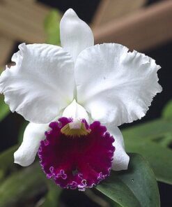 LC MILDRED RIVES X C GASKELLIANA COERULEA ADULTA