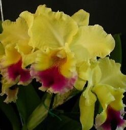 BLC. GOLDENZELLE  PRÉ ADULTA