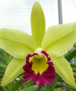 BLC. GREENWICH MUDA 10 A 15 CM