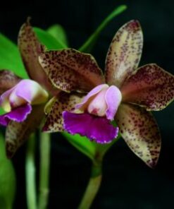 BLC. GUTTATA DARK PRINCESS - CORTE ADULTO
