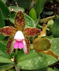 CATTLEYA GUTTATA "PERNUDA" ADULTA