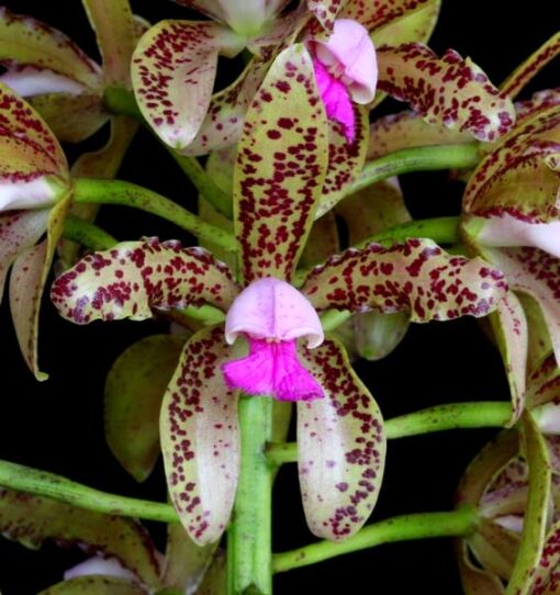 C. HELEN BROWN X LEOPOLDI MUDA 5 A 10 CM